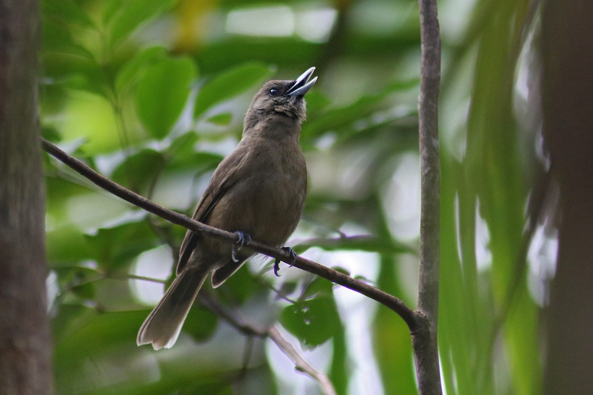 Southern Shrikebill - Charley Hesse TROPICAL BIRDING