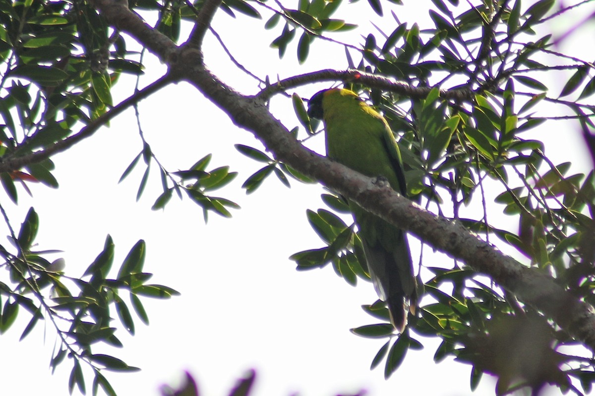 Horned Parakeet - ML117282361