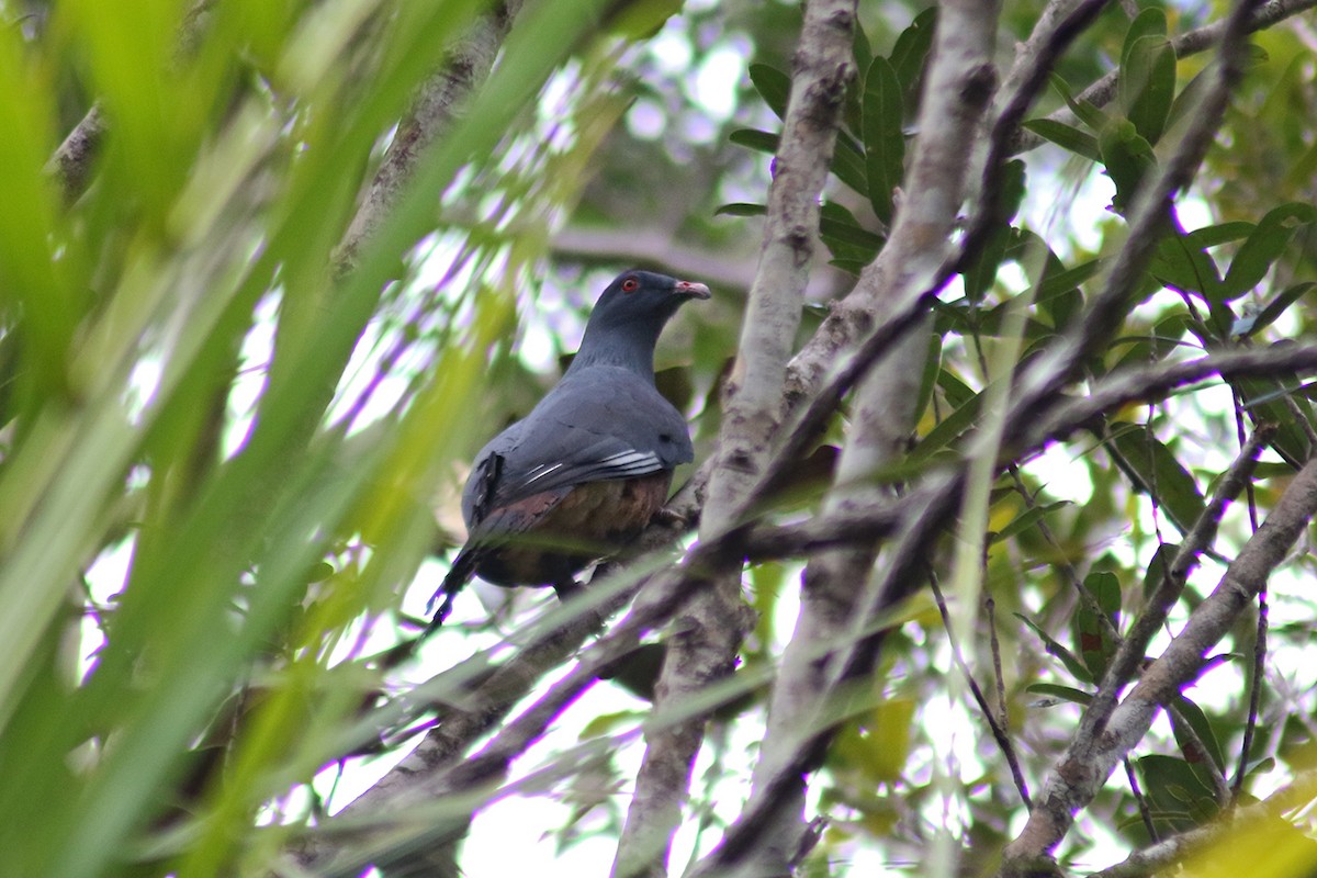 New Caledonian Imperial-Pigeon - ML117282381