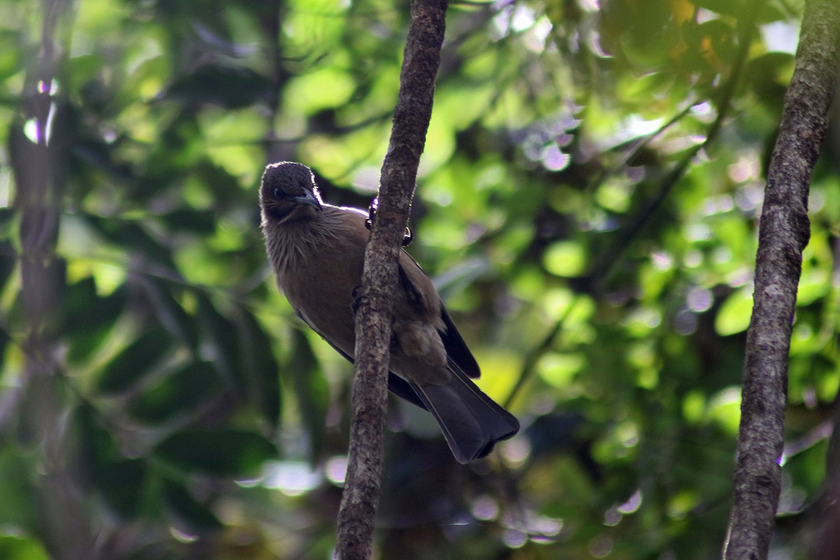 New Caledonian Friarbird - Charley Hesse TROPICAL BIRDING