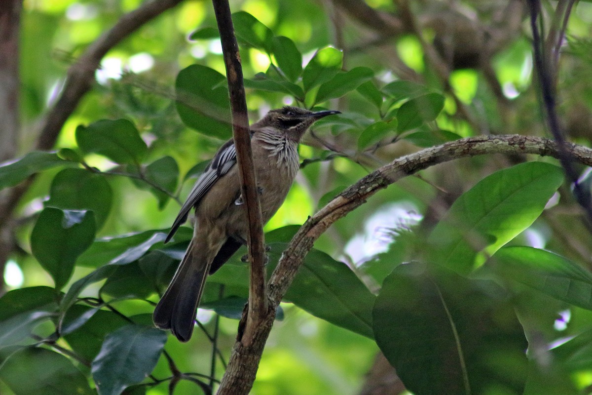 New Caledonian Friarbird - ML117282421