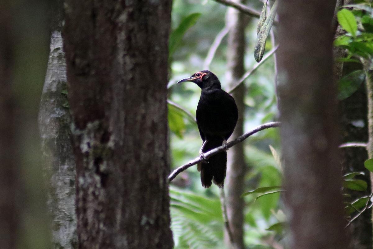 Crow Honeyeater - ML117282441