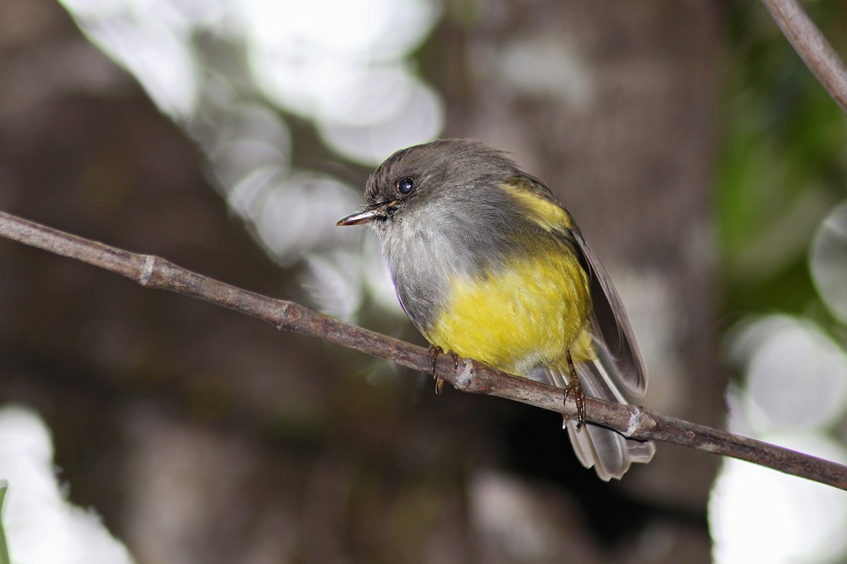 Yellow-bellied Flyrobin - ML117282561