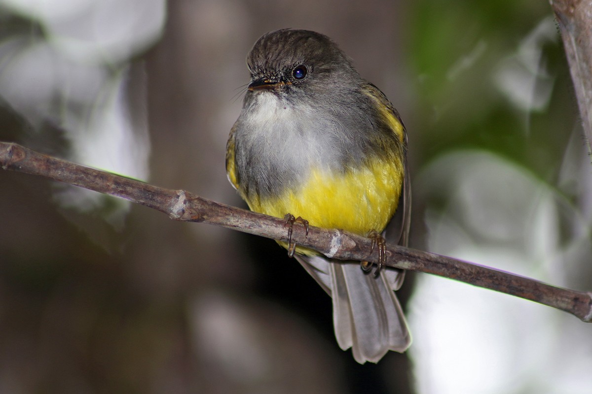 Yellow-bellied Flyrobin - ML117282571