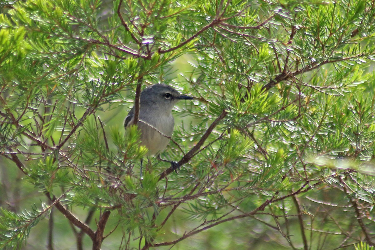 Fan-tailed Gerygone - ML117282851