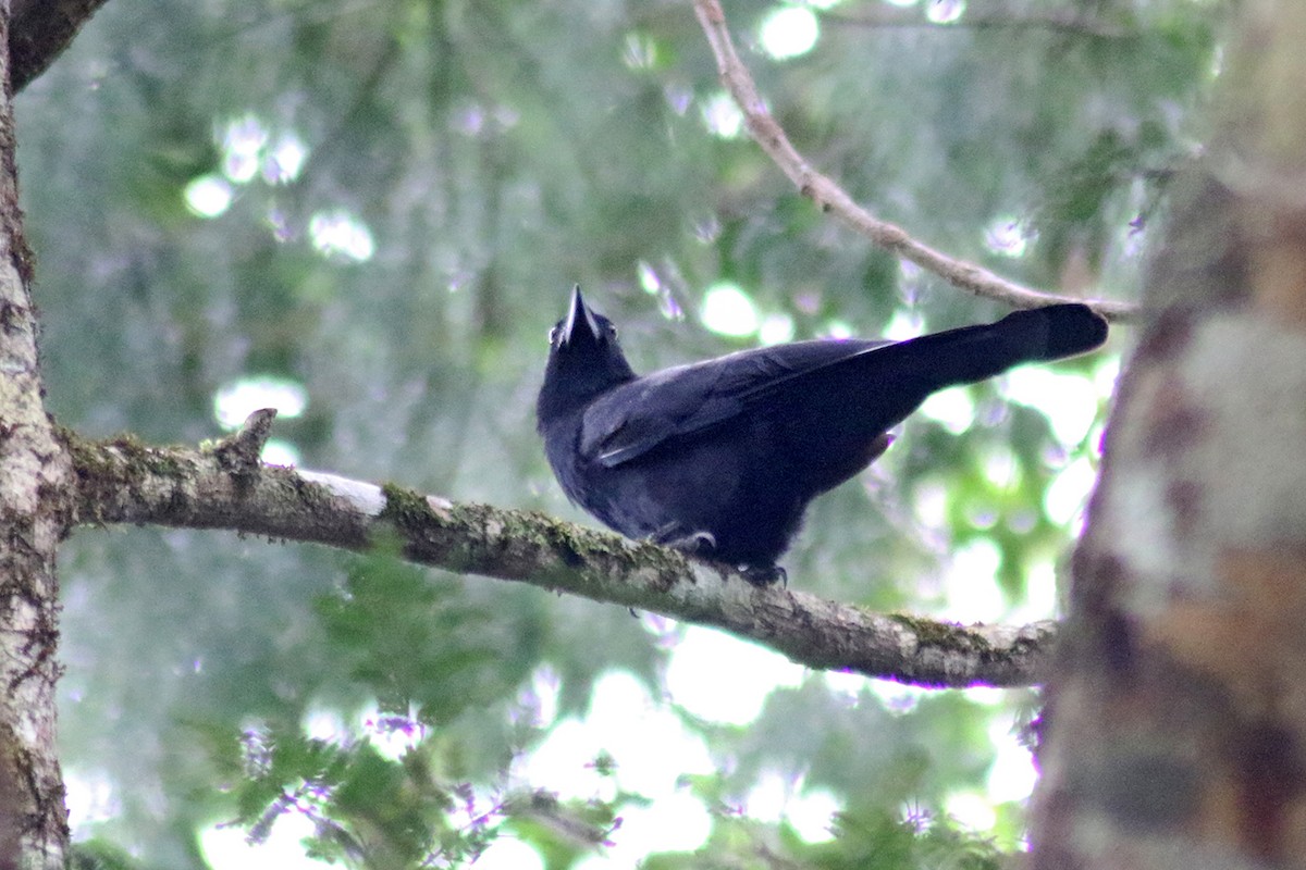 New Caledonian Crow - ML117283131