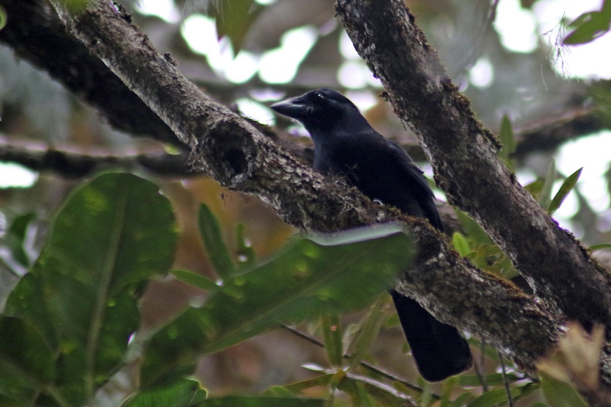 New Caledonian Crow - ML117283141