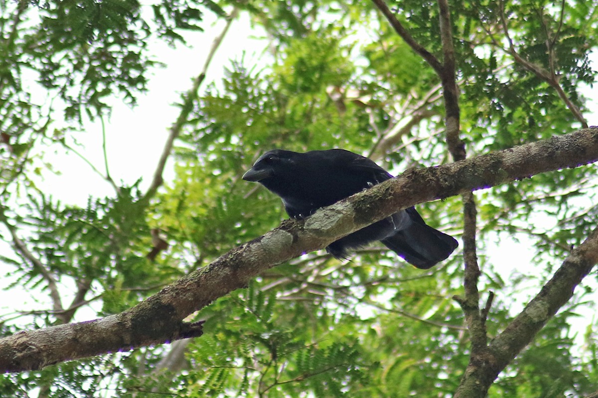 New Caledonian Crow - ML117283151