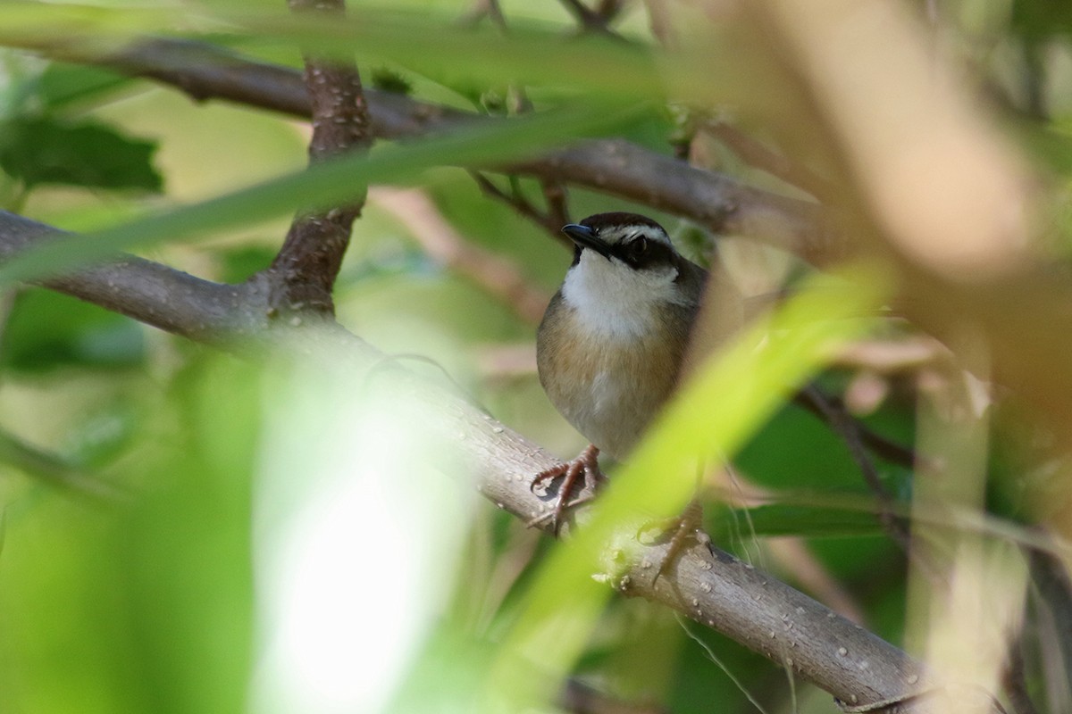 New Caledonian Grassbird - Charley Hesse TROPICAL BIRDING