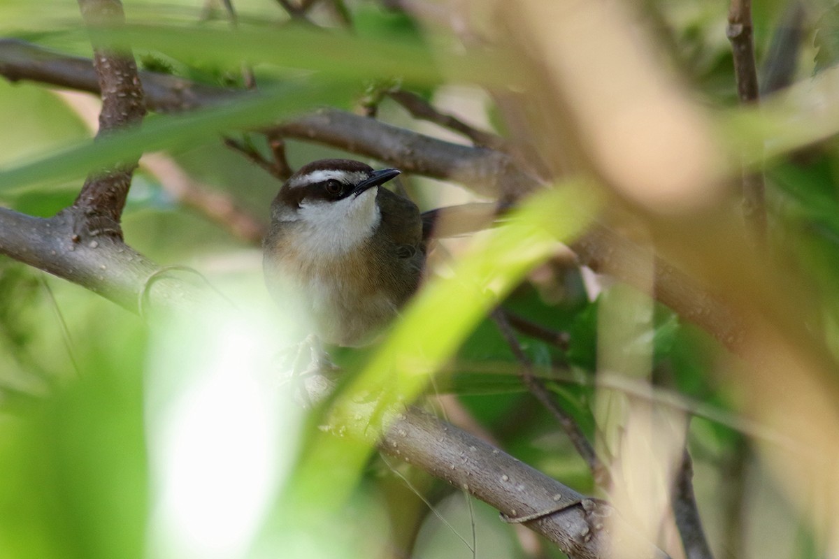 New Caledonian Grassbird - Charley Hesse TROPICAL BIRDING