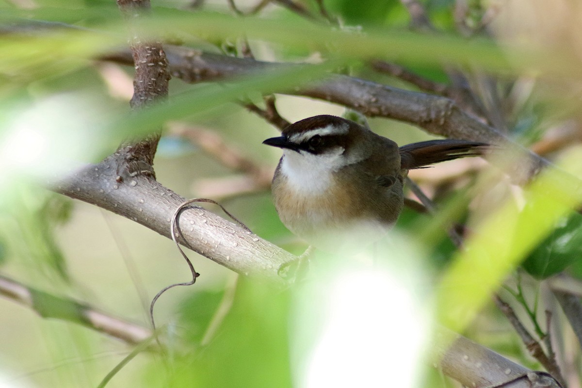 New Caledonian Grassbird - Charley Hesse TROPICAL BIRDING
