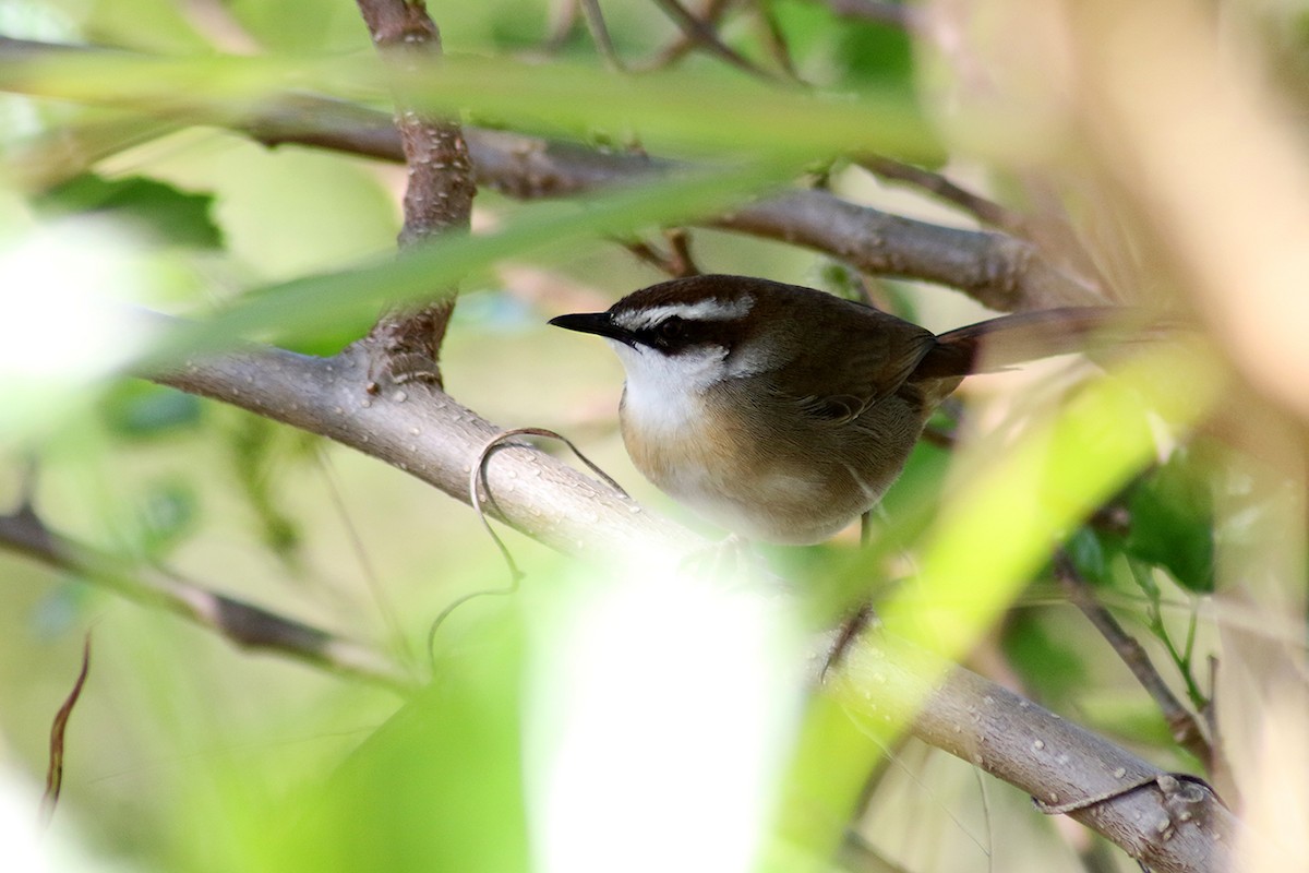 New Caledonian Grassbird - ML117283731