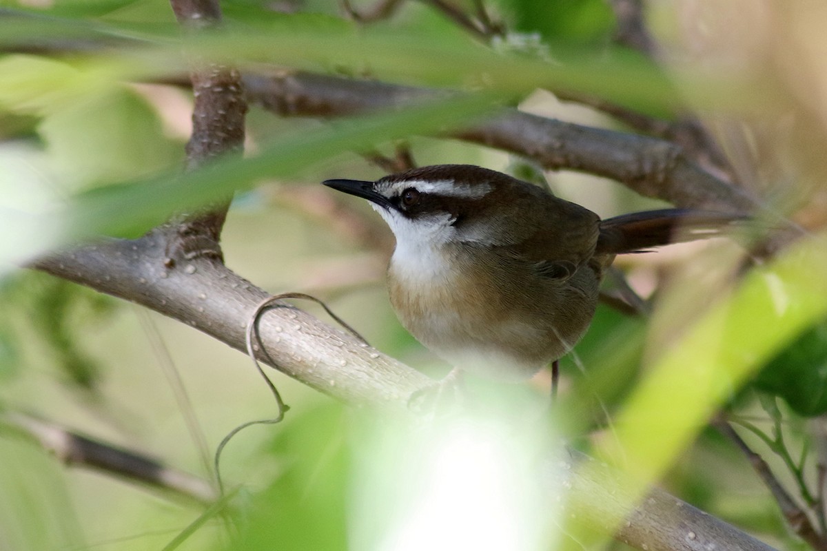 New Caledonian Grassbird - ML117283741