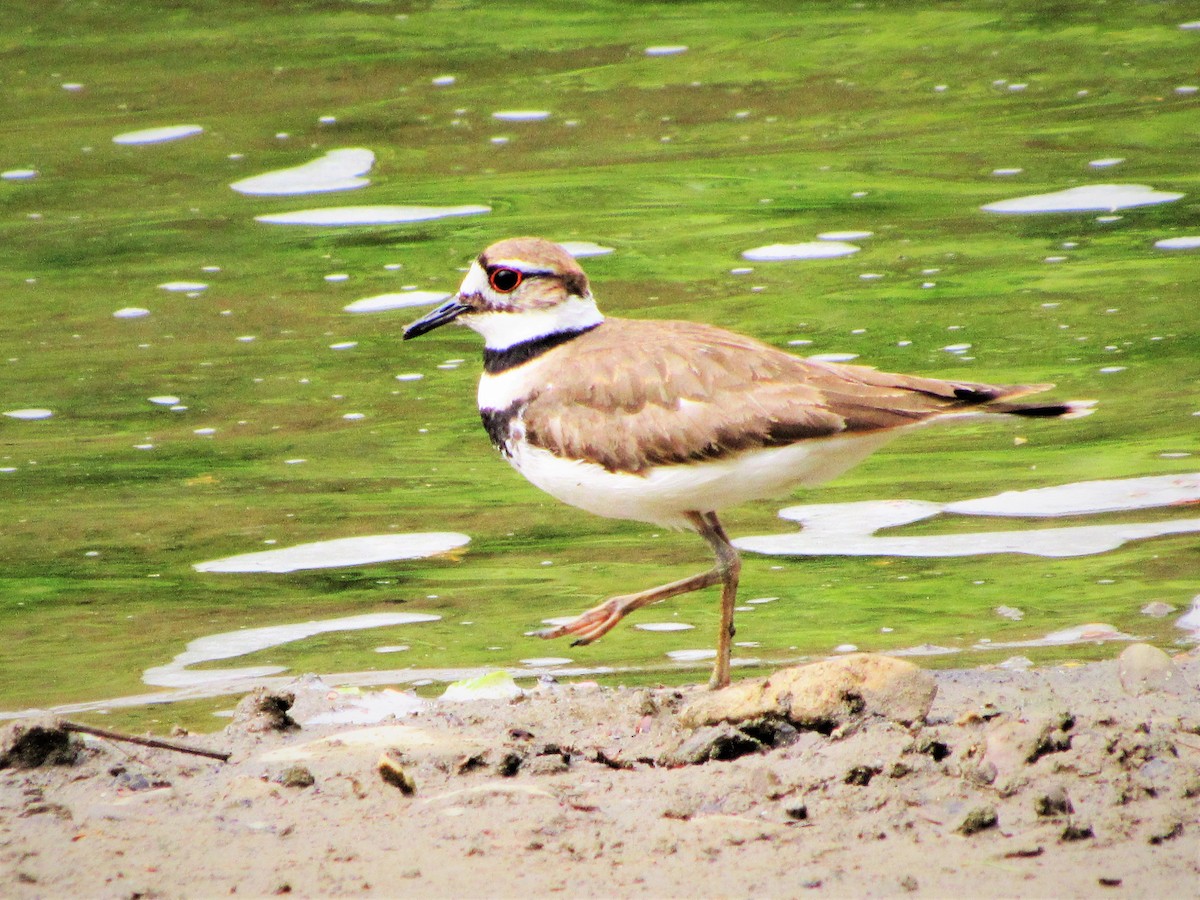 Killdeer - ML117283751