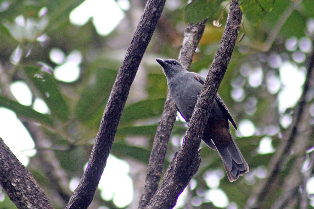 New Caledonian Cuckooshrike - Charley Hesse TROPICAL BIRDING