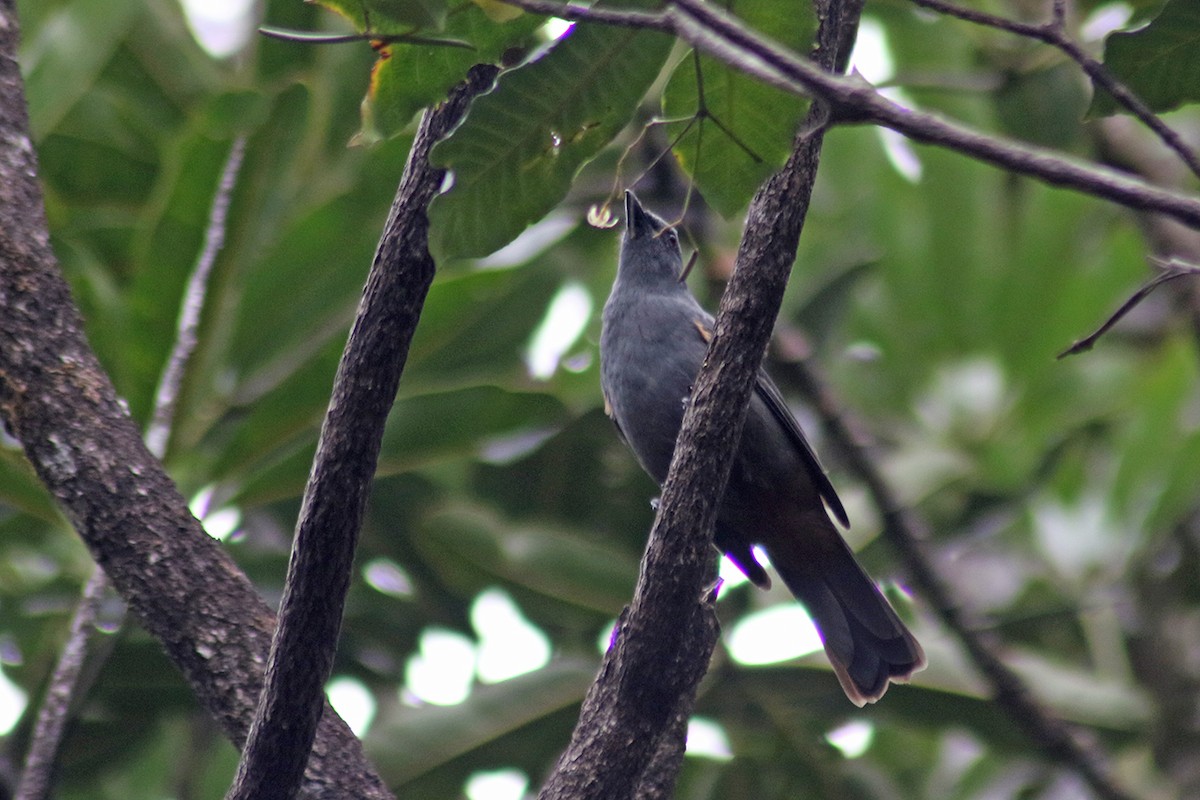 New Caledonian Cuckooshrike - Charley Hesse TROPICAL BIRDING