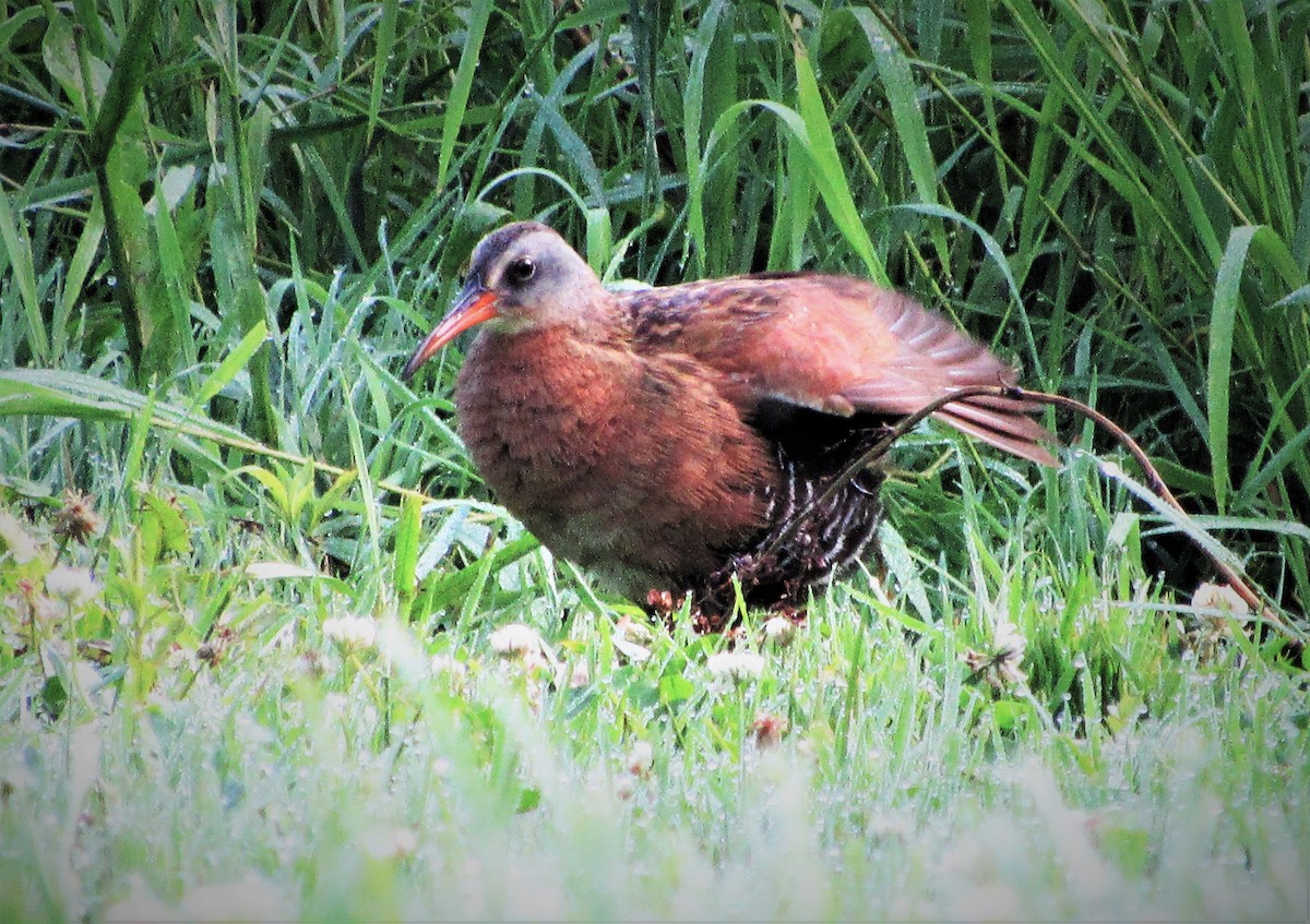 Virginia Rail - Fred Kachmarik