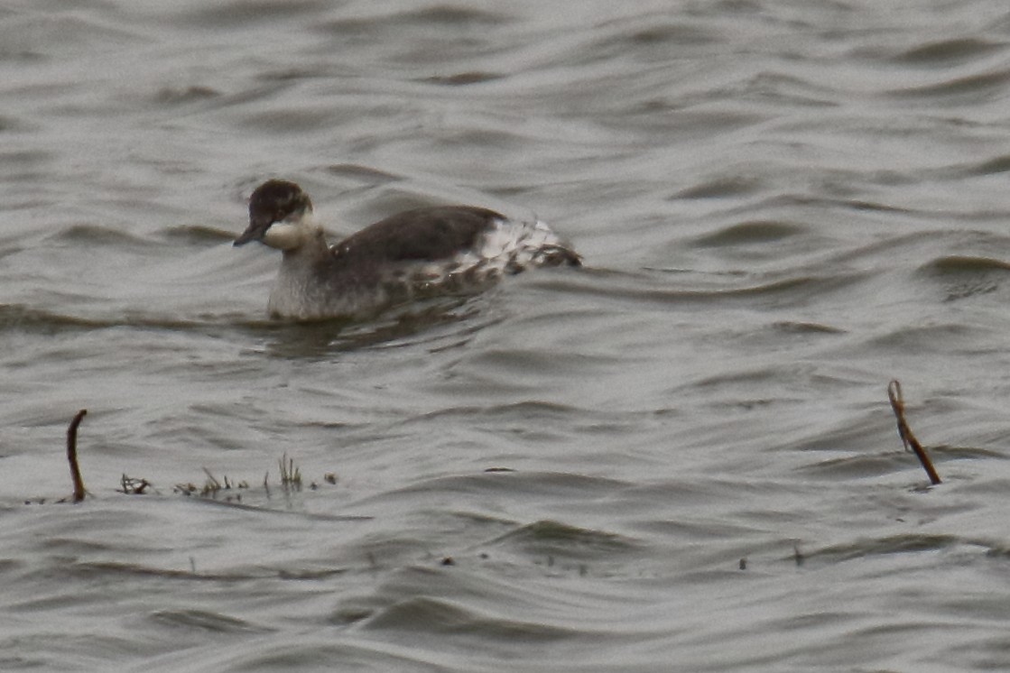 Horned Grebe - ML117288271