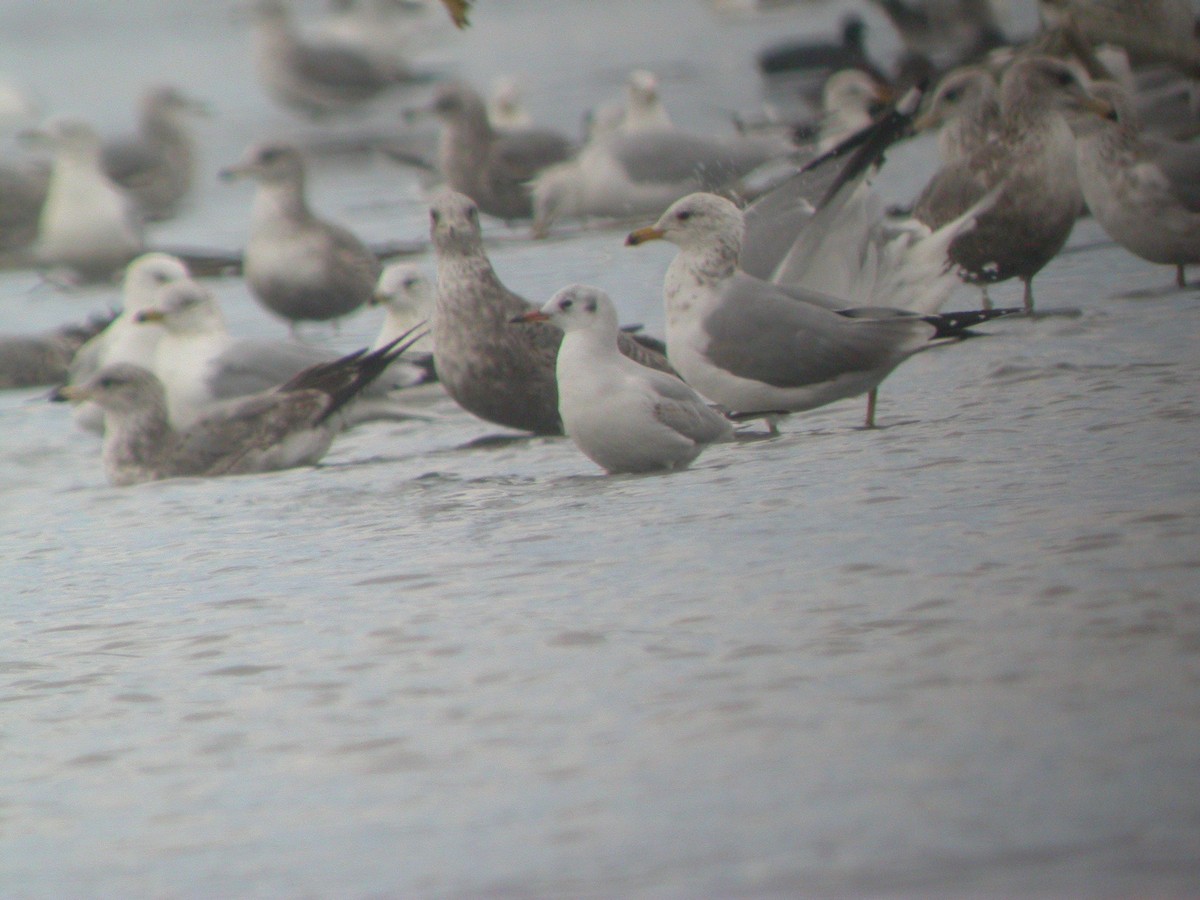 Black-headed Gull - ML117289401