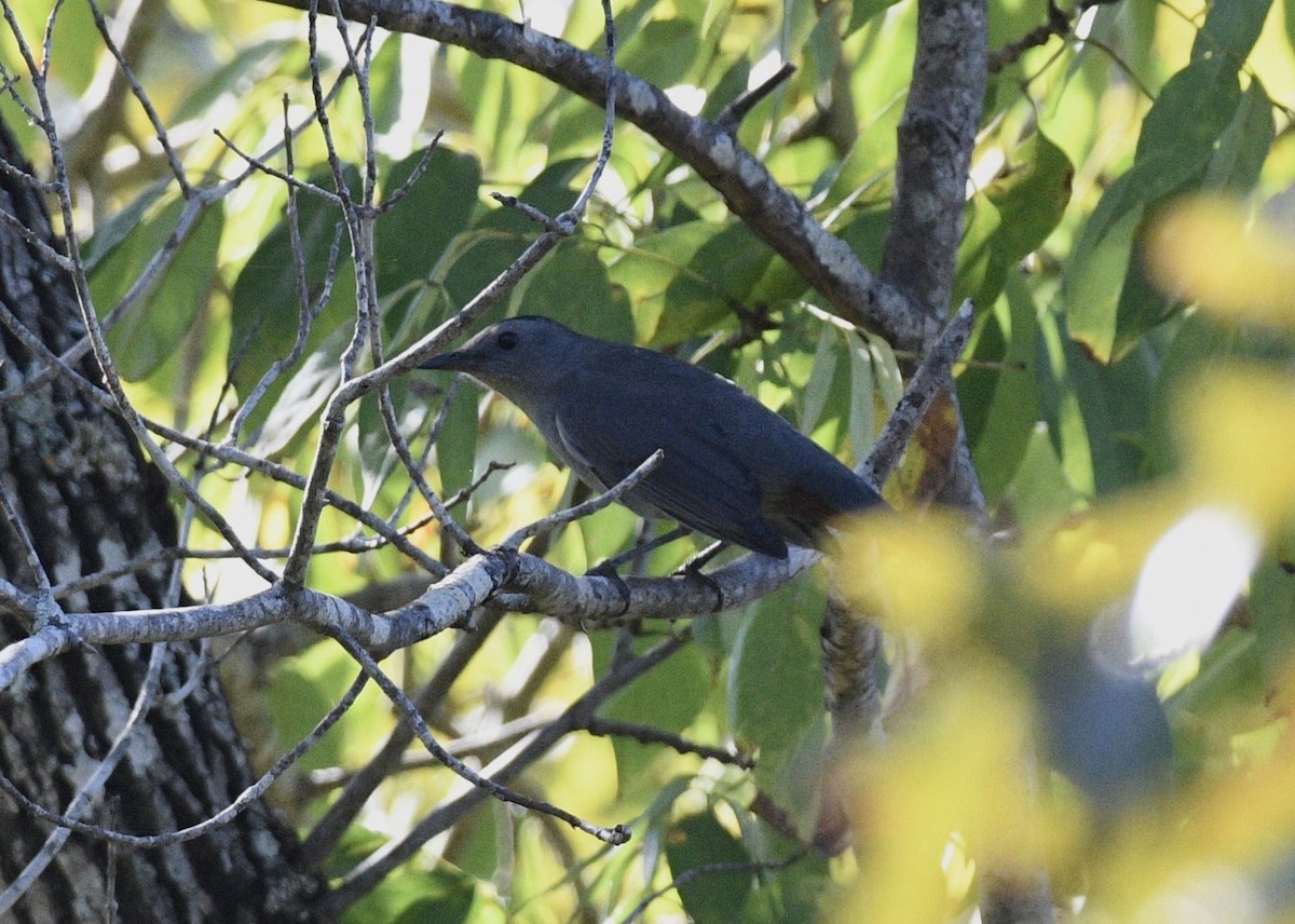 Pájaro Gato Gris - ML117293501