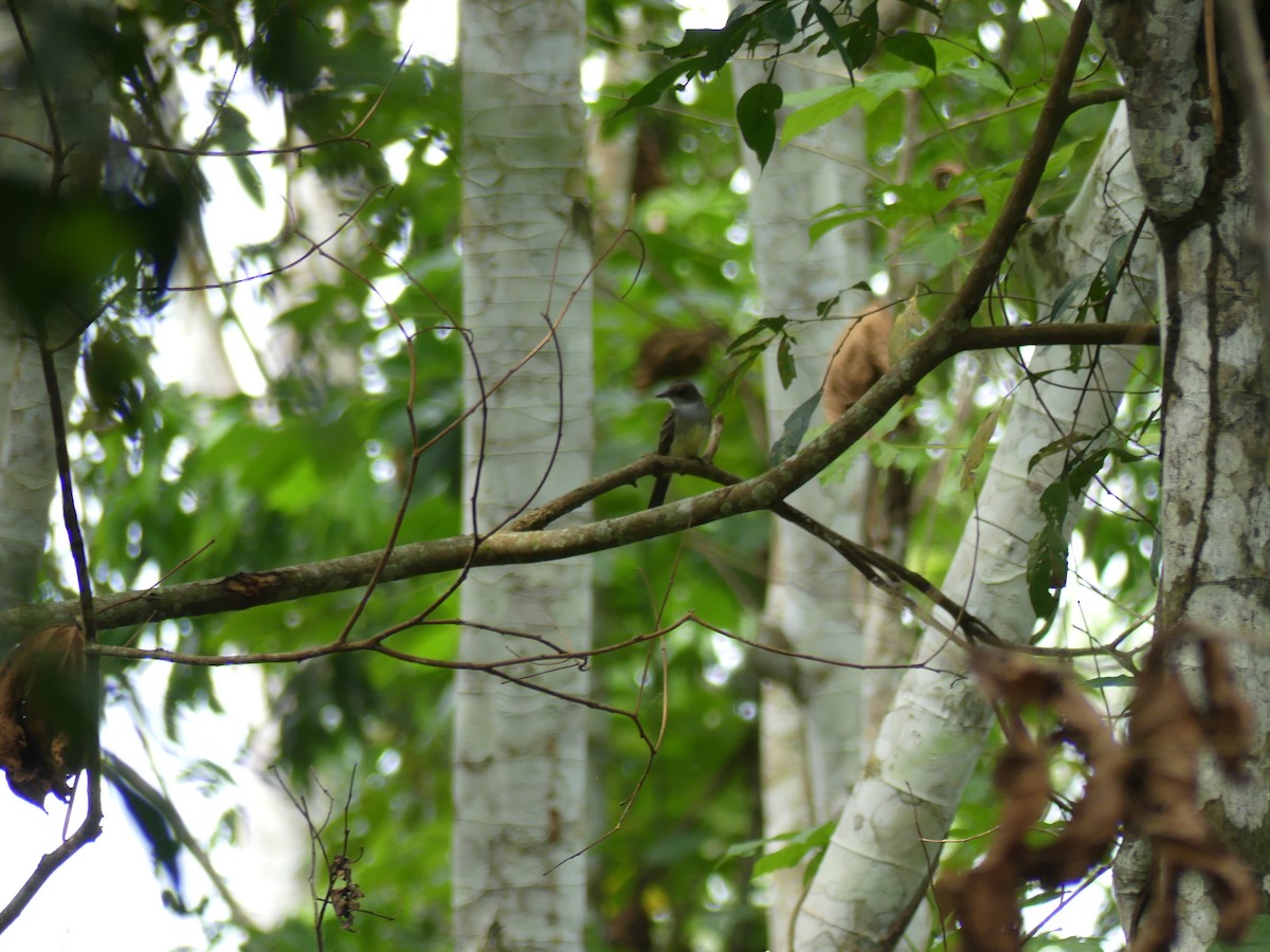 Short-crested Flycatcher - ML117294331