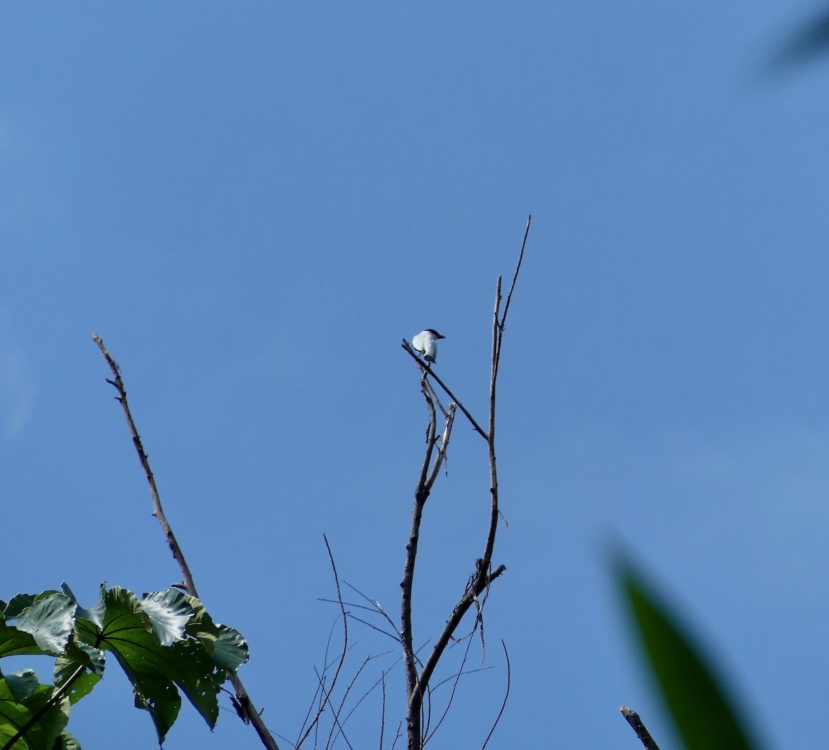 Black-crowned Tityra - Andrew Bailey