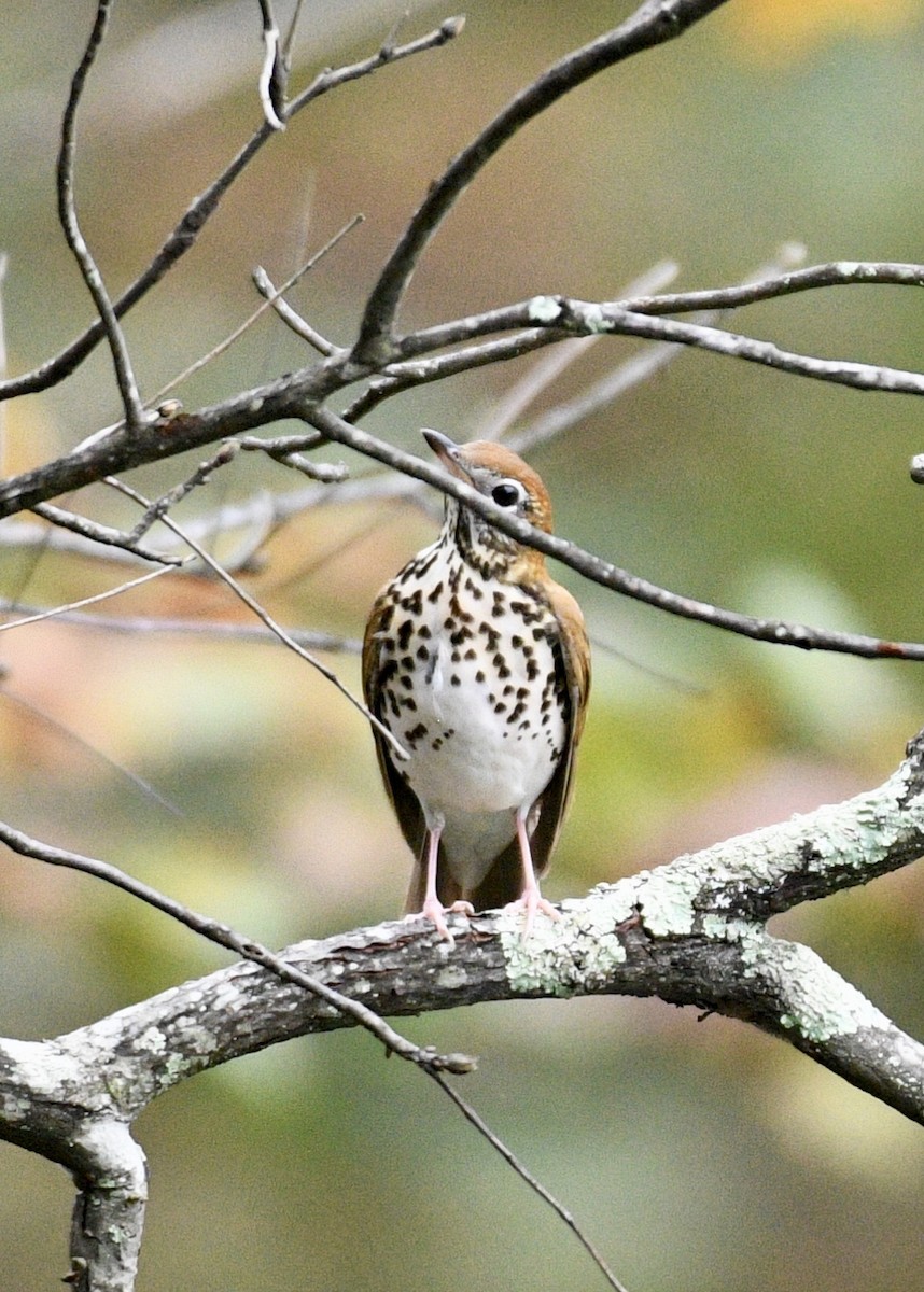 Wood Thrush - ML117295161