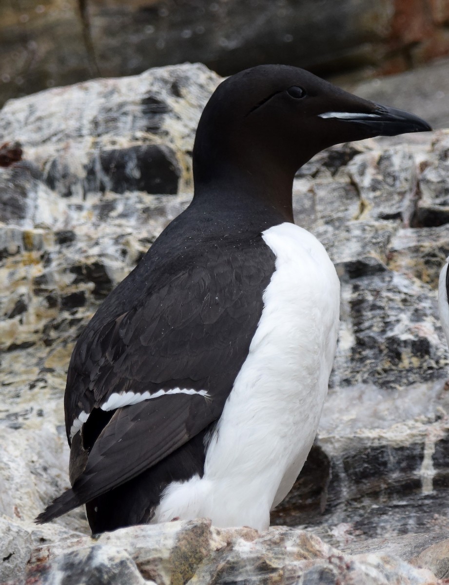 Thick-billed Murre - A Emmerson