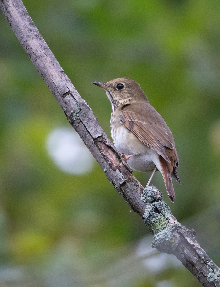 Hermit Thrush - ML117296811