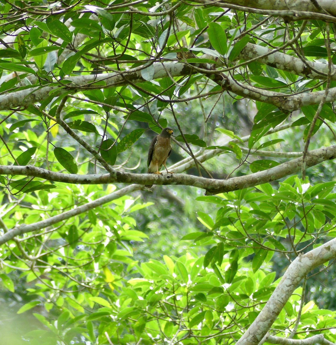 Roadside Hawk - ML117297941