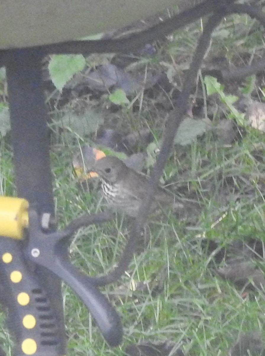 Gray-cheeked Thrush - ML117298251