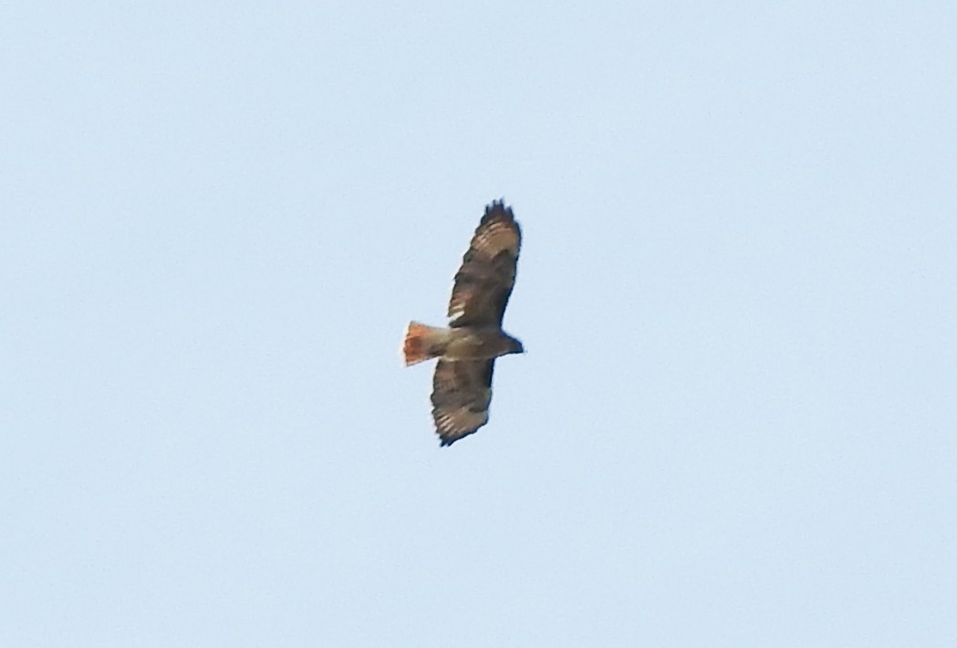 Red-tailed Hawk - ML117300751