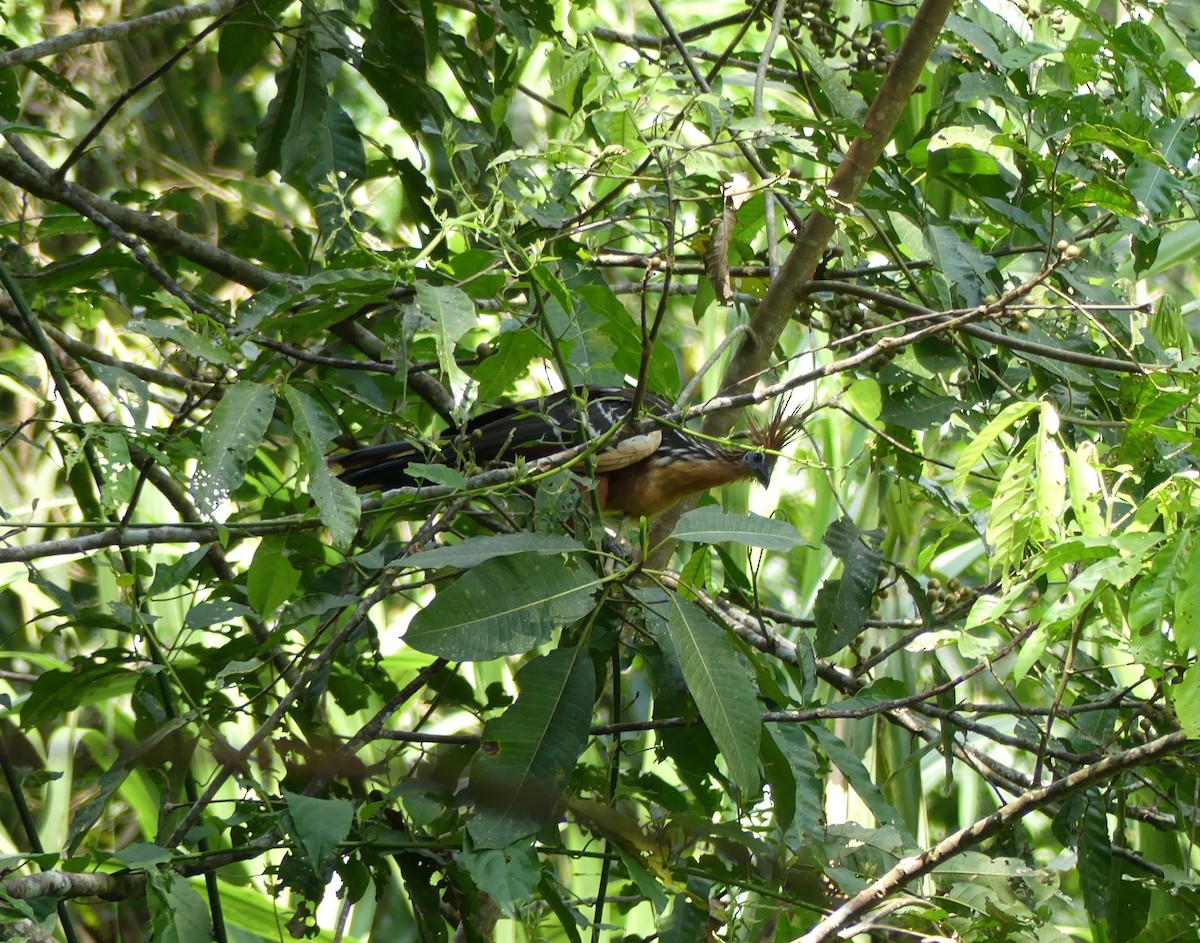 Hoatzin - ML117301491