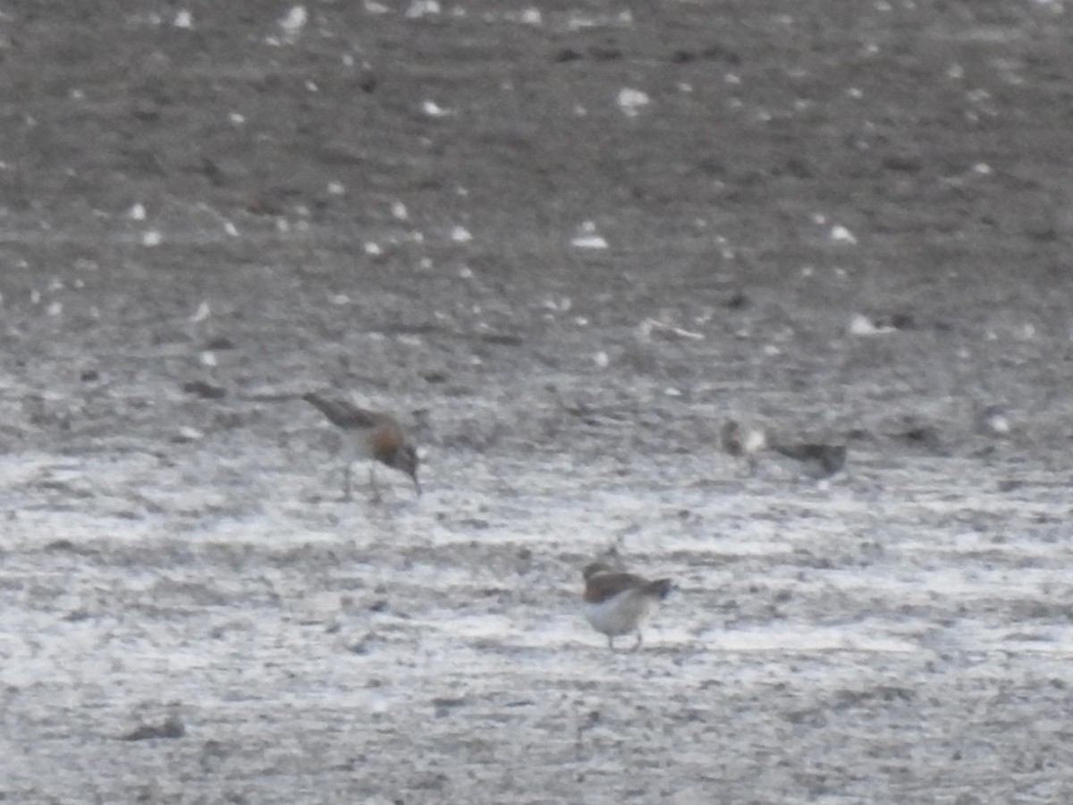 Sharp-tailed Sandpiper - ML117302661