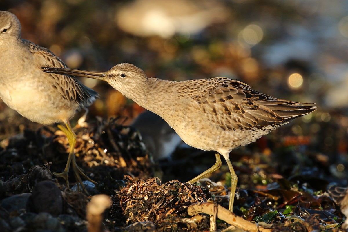 Long-billed Dowitcher - ML117303121