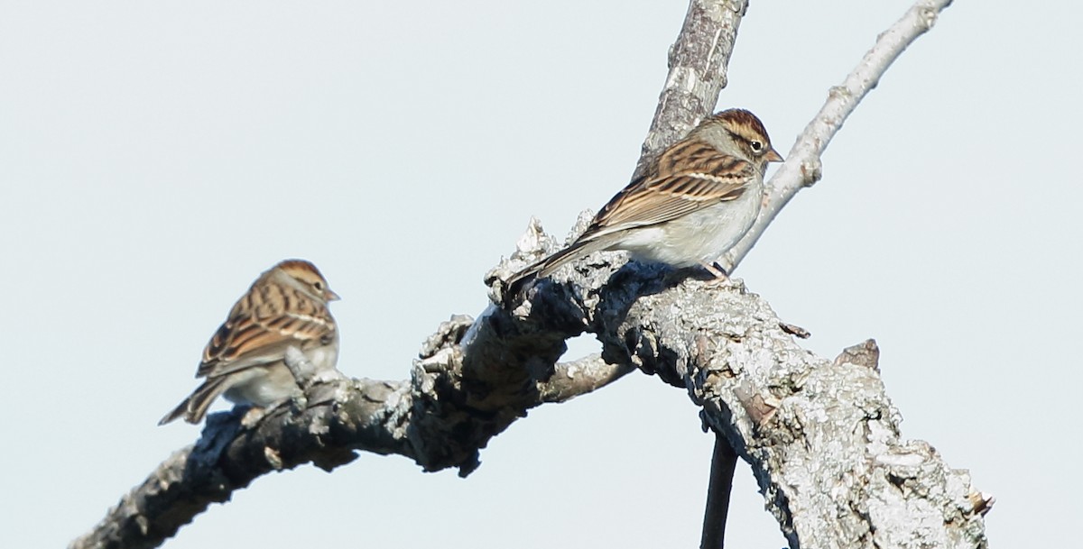 Chipping Sparrow - Jeff Hullstrung