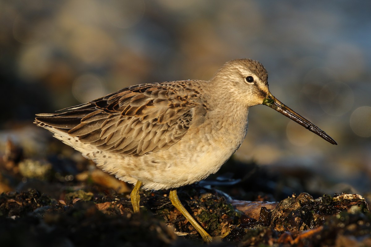Long-billed Dowitcher - ML117303591
