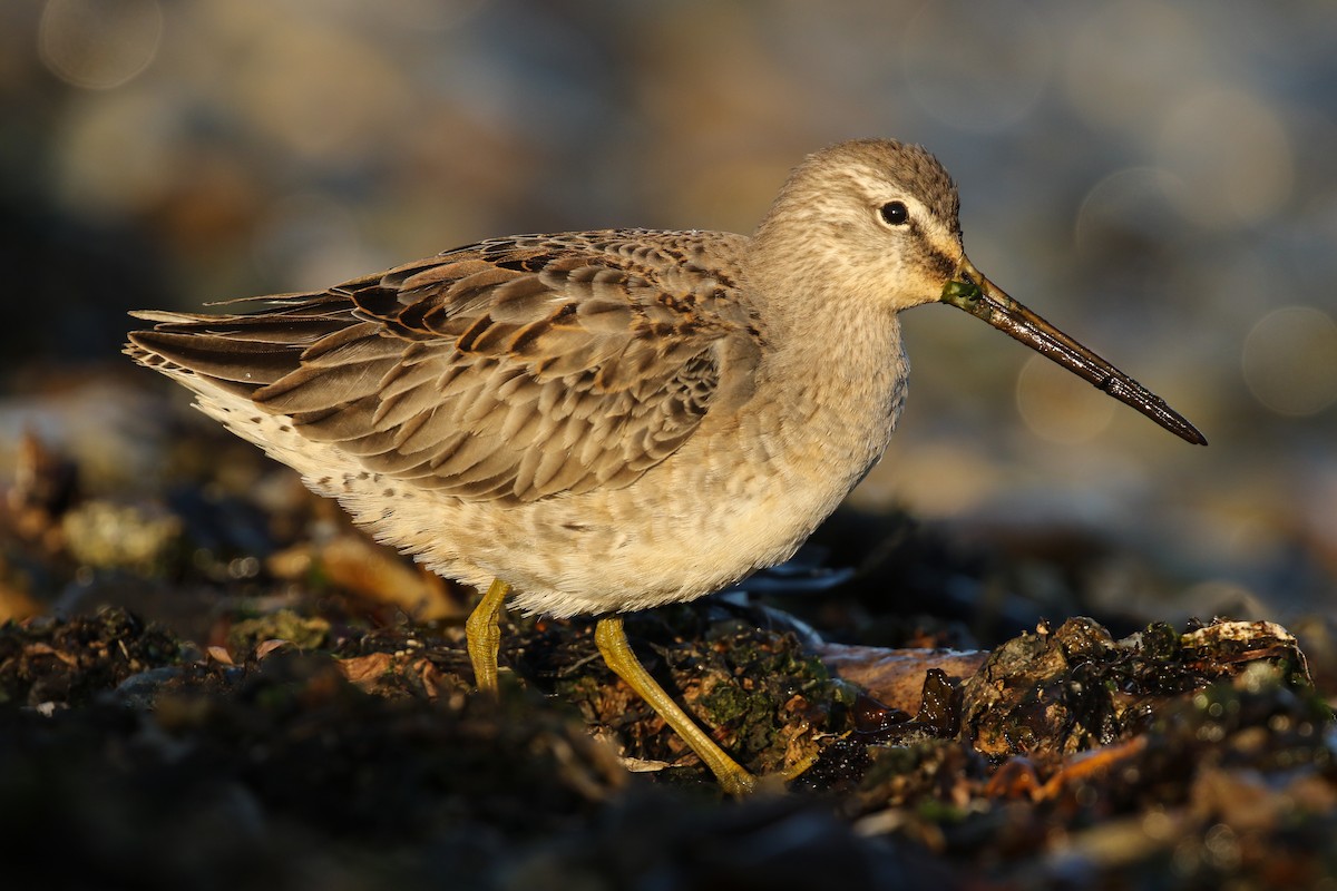 Long-billed Dowitcher - ML117303821