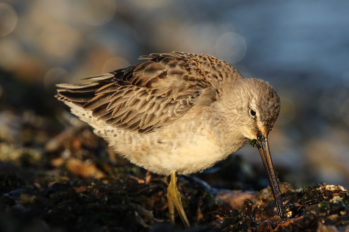 Long-billed Dowitcher - ML117303951