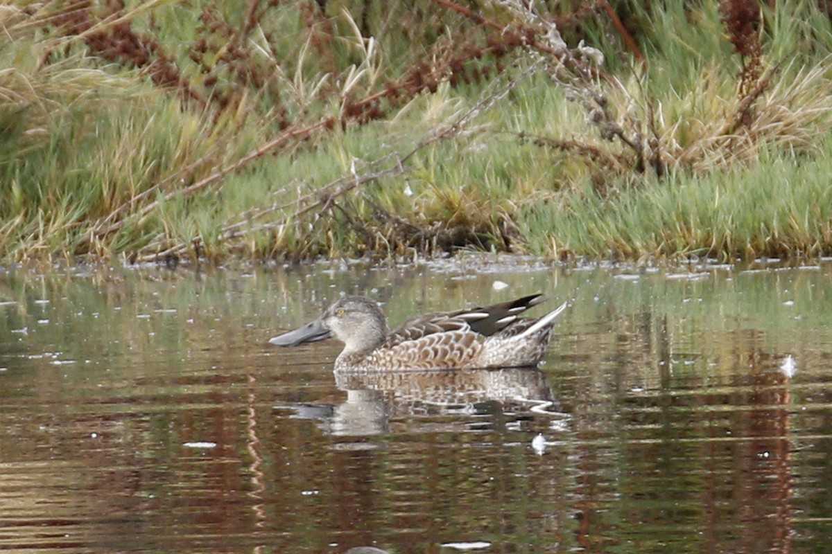 Northern Shoveler - Donna Pomeroy