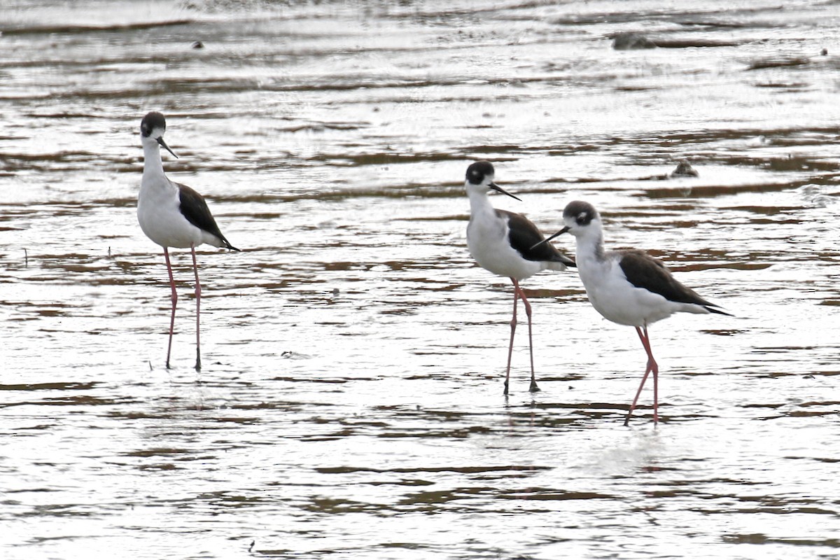 Black-necked Stilt - ML117304491