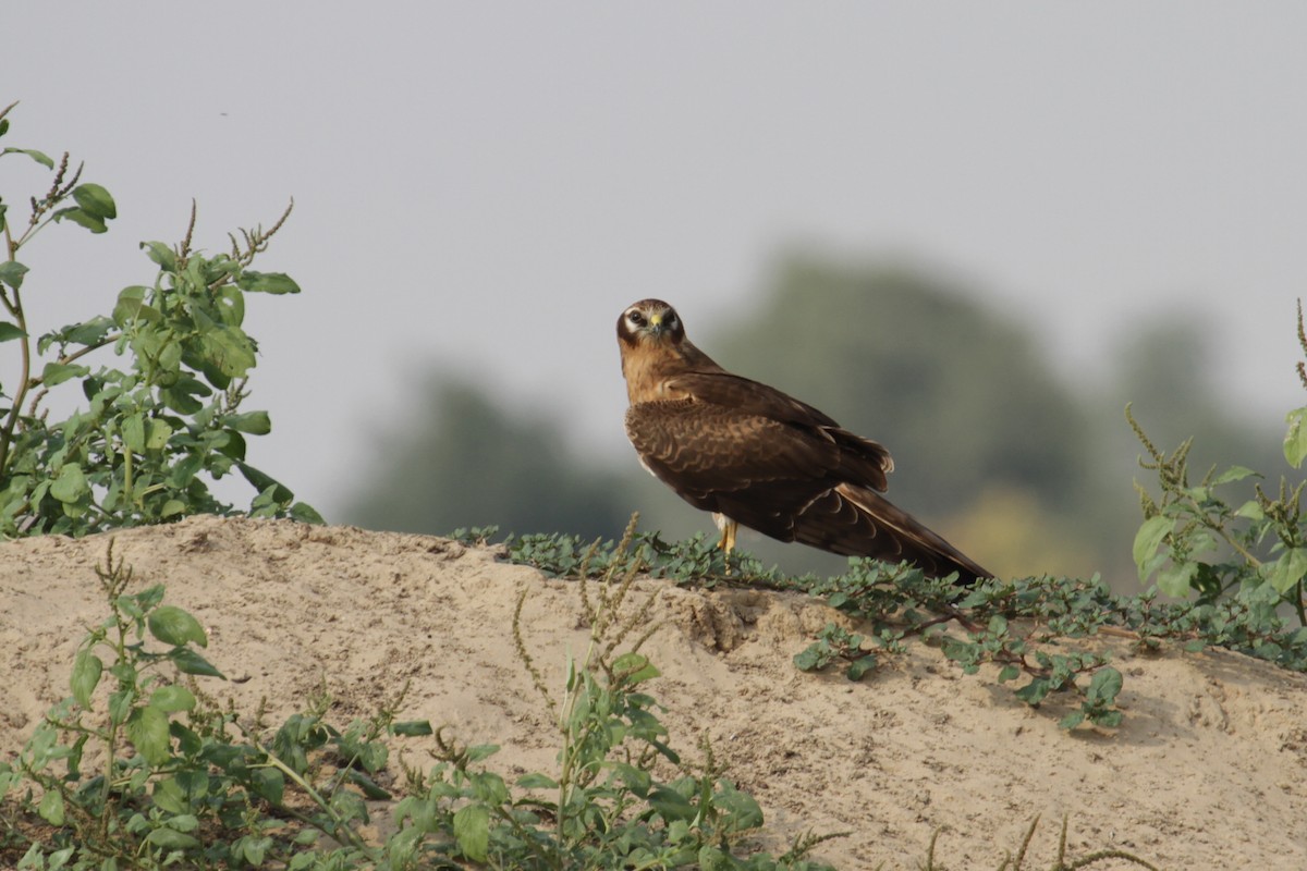 Montagu's Harrier - Tommy Pedersen