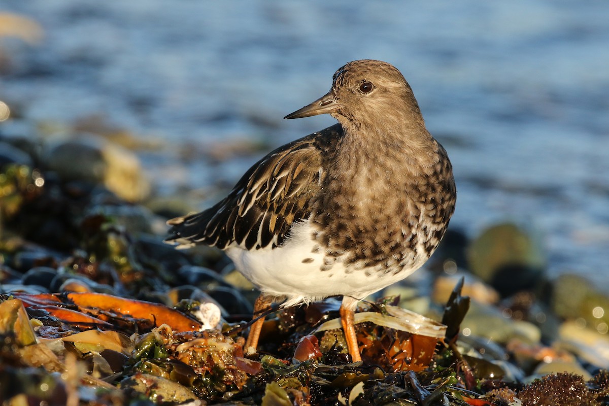 Black Turnstone - ML117308271