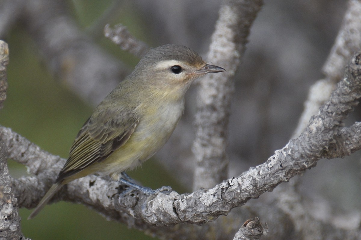 Western Warbling Vireo - ML117308851