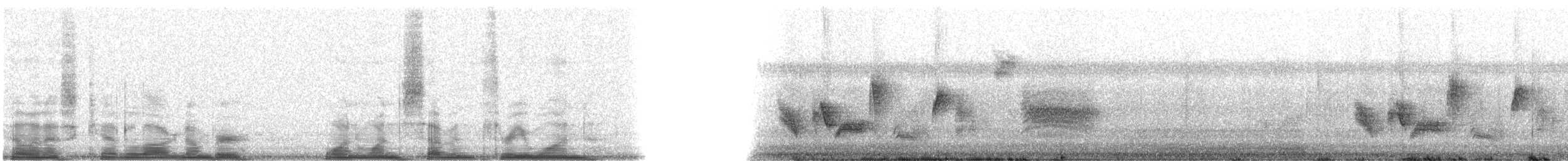 Dickschnabelvireo - ML11731