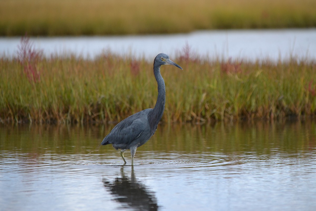 Little Blue x Tricolored Heron (hybrid) - Nick Tepper