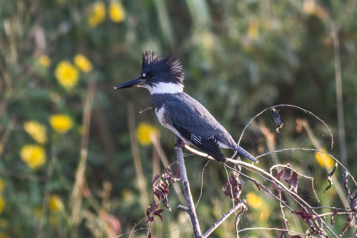 Belted Kingfisher - Nick Pulcinella