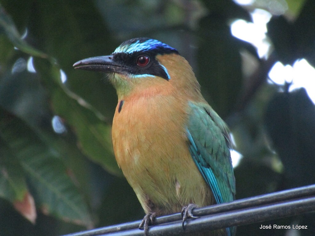 Motmot de Lesson - ML117316231