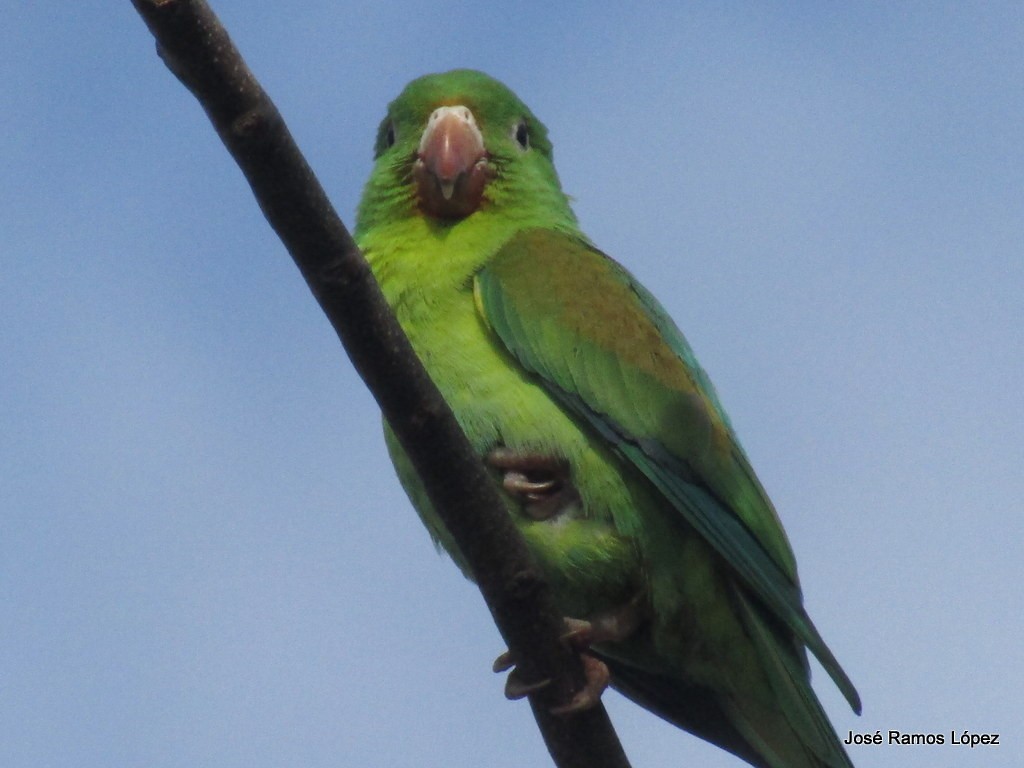 Orange-chinned Parakeet - ML117316421