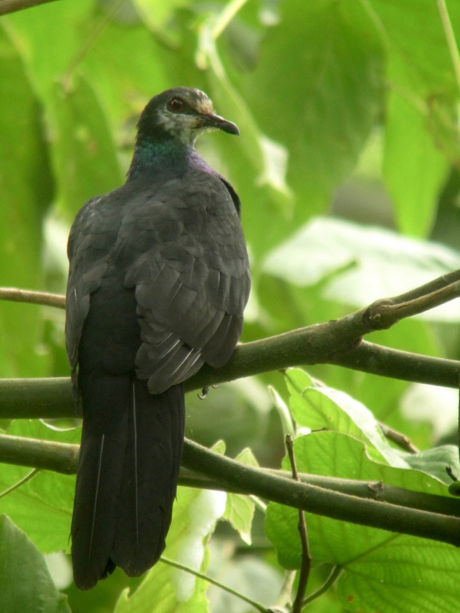 Sula Cuckoo-Dove - ML117319541